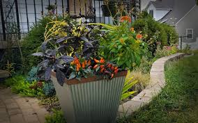 We did not find results for: How To Arrange Plants In Containers 7 Design Tips Pretty Purple Door
