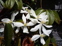 De nederlandse naam van de clematis is de bosrank en bij intratuin vind je onder andere de clematis armandii, de clematis montana, de clematis nelly moser, de clematis alpina en nog veel meer. Groenblijvende Clematis Soorten Verschillende Soorten En Verzorging