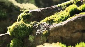 There are mosses that preferentially grow on rocks and tree. Footage Moss Growing On The Rocks Forest Stones Plants