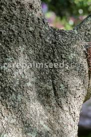 Image result for Cunonia capensis