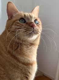 ぼくわちくわ 子猫 美しい猫 トラ猫