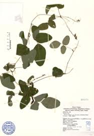 Image result for Dolichos trilobus