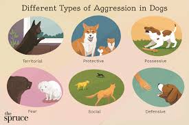 This will show your puppy that biting means playtime is over and will only resume when they're calm. How To Stop Aggressive Behavior In Dogs