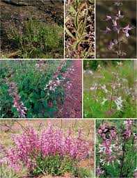 Image result for Syncolostemon bracteosus