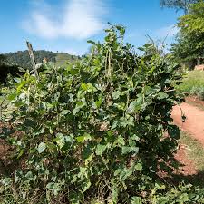 Image result for Vigna gracilis