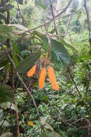 Image result for Uvaria acuminata