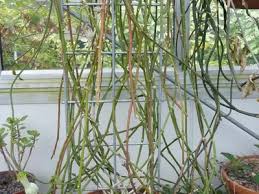 Image result for Ceropegia achtenii