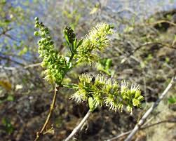 Image result for Combretum mossambicense