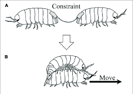A Pill Bugs Connected Back To Back With A String B Emergent Download Scientific Diagram