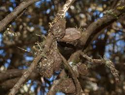 Image result for Faurea rubriflora