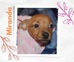 Mikey's Chance Canine...