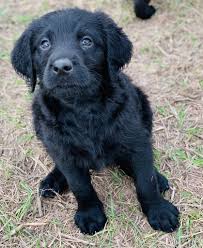 Browse thru our id verified puppy for sale listings to find your perfect puppy in your area. Hopper Double Doodle Puppy For Sale At Waller Texas Vip Puppies