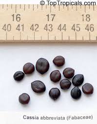 Image result for Cassia abbreviata