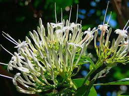 Image result for Pavetta uniflora