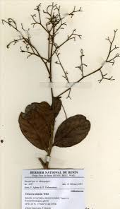 Image result for Tetracera alnifolia