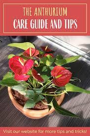 Video How To Care For Anthurium Plant Tanaman Bunga Taman