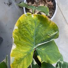 Image result for Ozoroa marginata