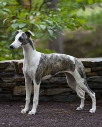 Festiva Whippets Arizona Whippet Puppies Whippet Dog Grey Hound Dog