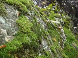 Image result for Aporrhiza