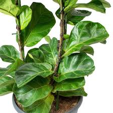 Wofair 5' artificial fiddle leaf fig tree in planter,artificial tree beautiful fake plant fiddle leaf indoor/outdoor uv resistant tree for living room balcony corner decor. Ficus Lyrata Bambino Dwarf Fiddle Leaf Fig Hortology