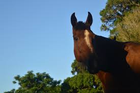 QUARTO DE MILHA: COM GRANDE DESEMPENHO EM CORRIDAS, É CONSIDERADO O ANIMAL  MAIS VERSÁTIL DO MUNDO