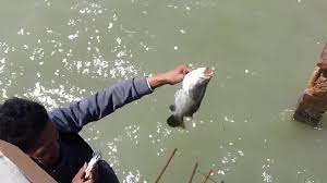 Jika sobat mengincar ikan nila, maka bisa mencari contoh rangkaian pancing nila yang umum digunakan pada malam hari. Mantap Umpan Jitu Mancing Barramundi Kakap Putih Youtube