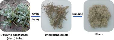 Image result for Girardinia bullosa