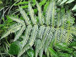 Image result for Pteris tripartita