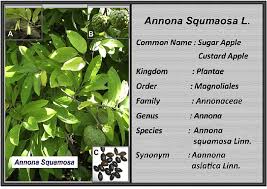 Image result for Annona squamosa