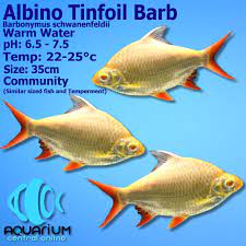 Albino Tinfoil Barb Barbonymus Schwanenfeldii 5cm Aquarium Central This barb can reach a size of up to 14 inches (35 cm) in length. albino tinfoil barb barbonymus schwanenfeldii 5cm