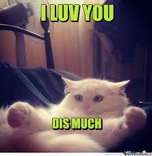 Thinking Of Impressing Your Loved Ones Today You Can Start By Sending An I Love You This Much Meme Funny Cat Memes Funny Cat Pictures Cat Memes