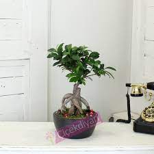 Bol miktarda doğrudan güneş ışığı alıyorsa bonsai'nizin günlük sulamaya ihtiyacı olabilir. Bonsai Agaci Ne Siklikla Sulanmali