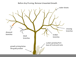 Image result for pruning plum trees