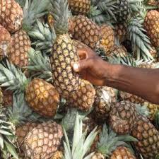 Vente Des Ananas Cayenne Lisse Pain De Sucre Benin Grossiste Recherche De Client Espaceagro