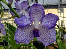 Image result for Vanda coerulea