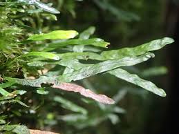 Image result for Grammitis