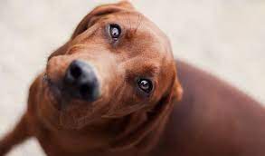 See these beautiful hounds in action Redbone Coonhound Dog Breed Information