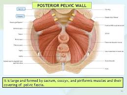We did not find results for: Anatomy Of The Pelvis Prof Saeed Abuel Makarem