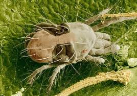 Image result for spotted spider mite