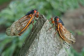 Cicadas deutsch cicadas bersetzung deutsch cicadas auf deutsch. Pharaoh Cicada Biodiversity Of Davis Corner Stafford Virginia Inaturalist