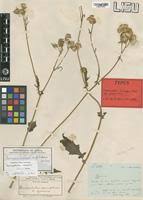 Image result for Crassocephalum rubens