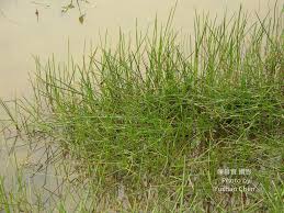 Image result for Eleocharis acutangula
