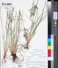 Image result for Fimbristylis complanata