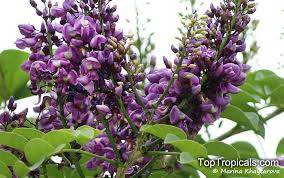 Image result for Lonchocarpus