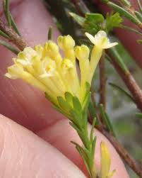 Image result for Gnidia involucrata