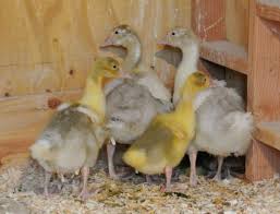 Maybe you would like to learn more about one of these? A Gaggle Of Goslings At My Farm The Martha Stewart Blog