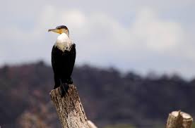 Bird A La Mode Reddit 2020 Great Cormorant Birds Of Baringo Lake Baringo Kenya Wildlife Photography Lake Birds