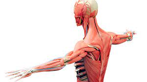 Of all 24 ribs, the first seven pairs are often labeled as 'true.'. The Musculoskeletal System And Disease