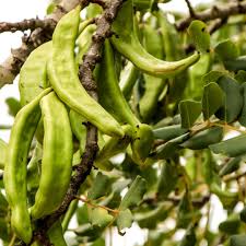 Image result for Ceratonia siliqua