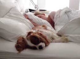 Should You Let Your Dog Sleep With You 7 Benefits To Consider Sleeping Dogs Dog Sleeping In Bed Dog Sleeping Positions